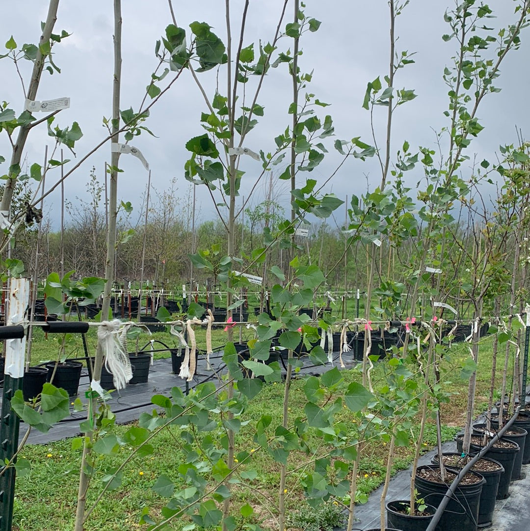 Cottonwood Cottonless Texas Tree Farms