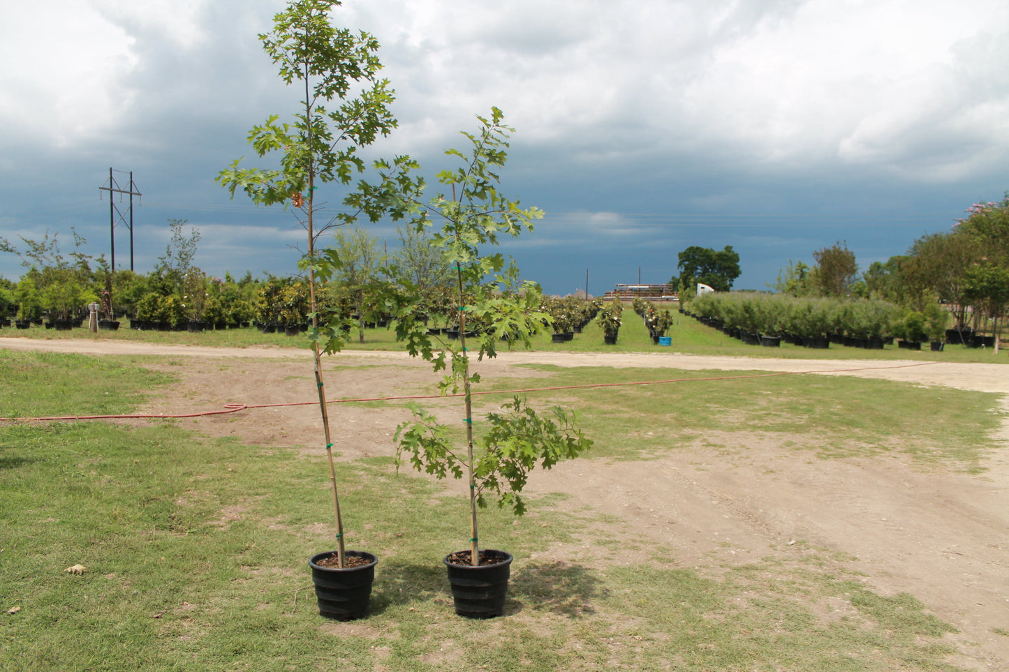 Red Oak