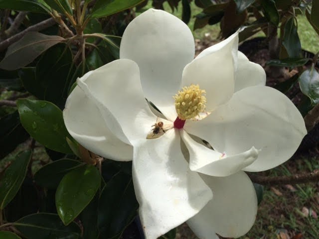 southern magnolia tree