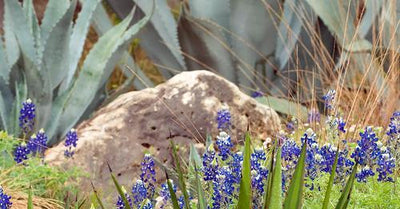 NORTH AMERICAN NATIVE PLANTS ARE DISAPPEARING