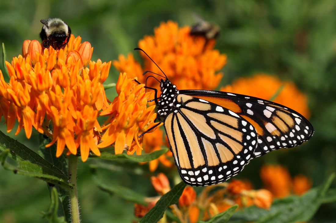 The Butterfly Weed