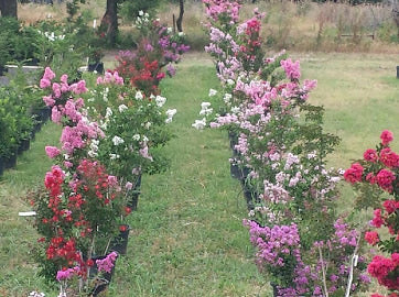 Flowering Trees