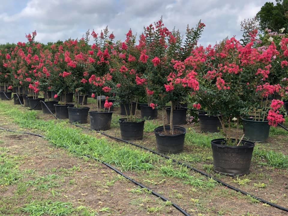 Crape Myrtles