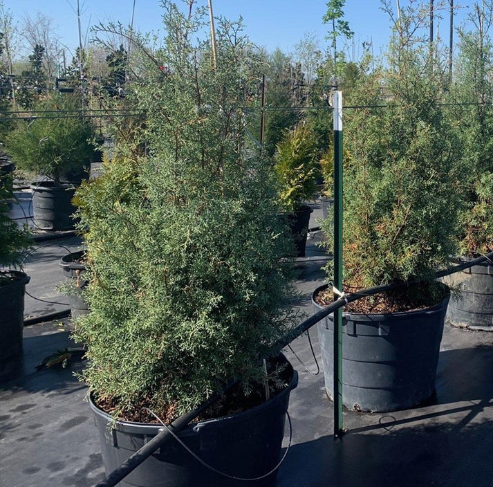 Evergreen Trees For Sale Texas Tree Farms