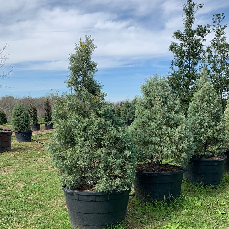 Arizona Cypress Carolina Sapphire