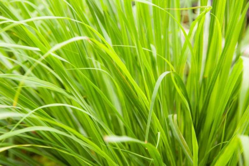 Grass Lemon