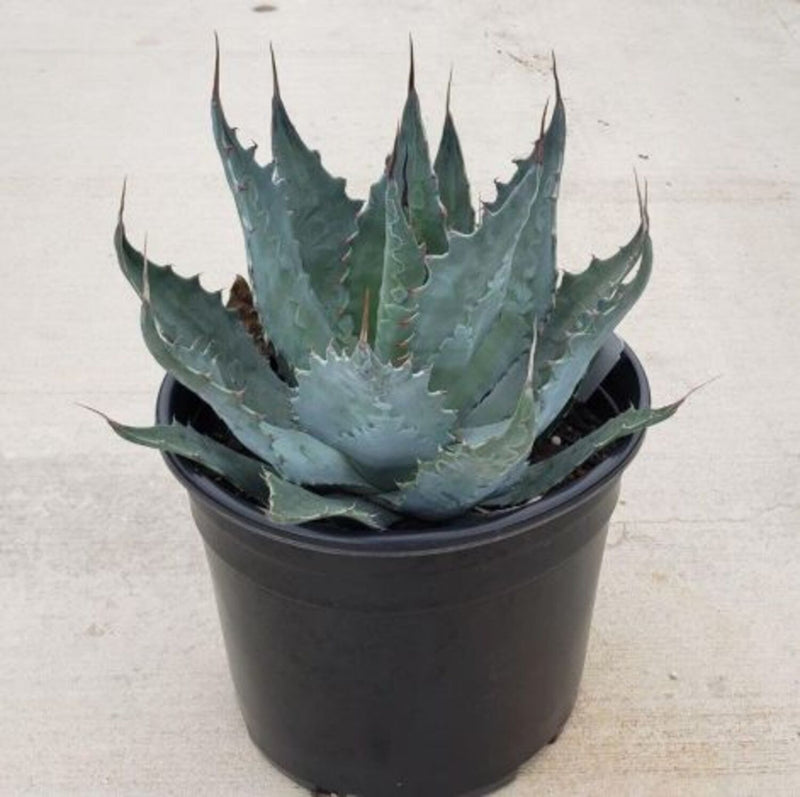 Agave wocomahi 18 – Texas Tree Farms