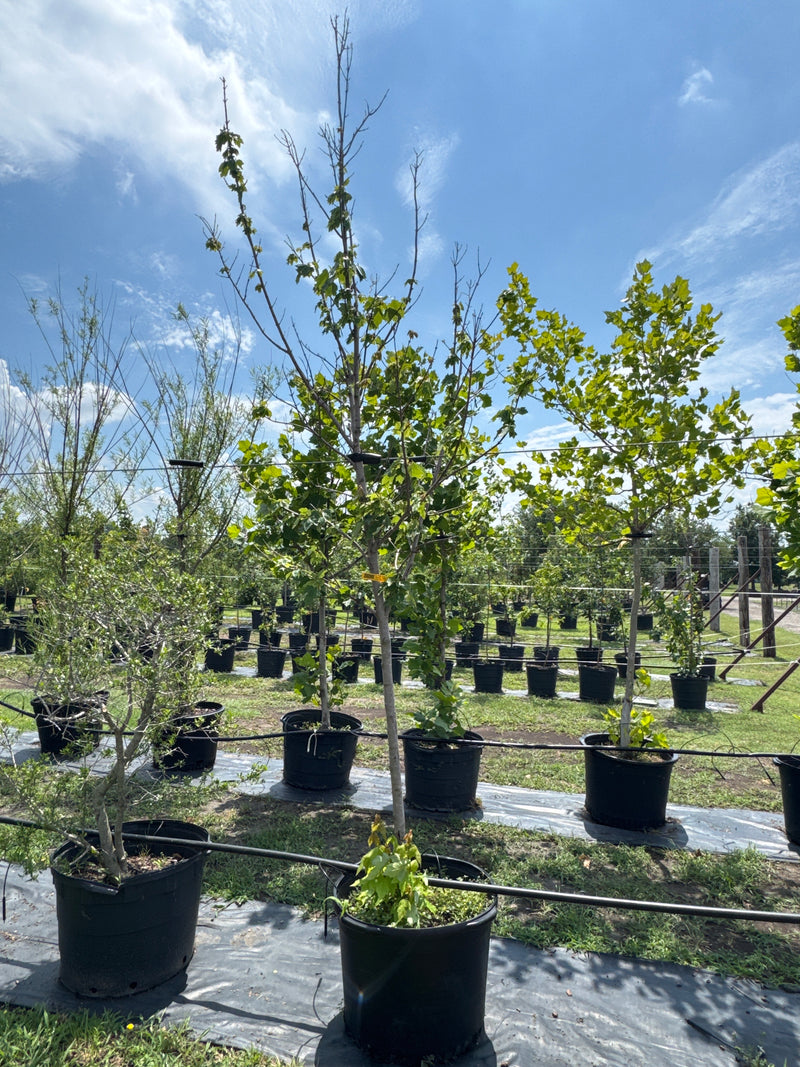 Maple Red October Glory Discounted – Texas Tree Farms