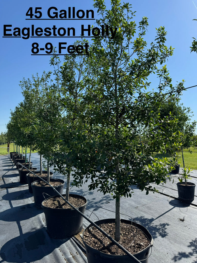 Holly Eagleston – Texas Tree Farms