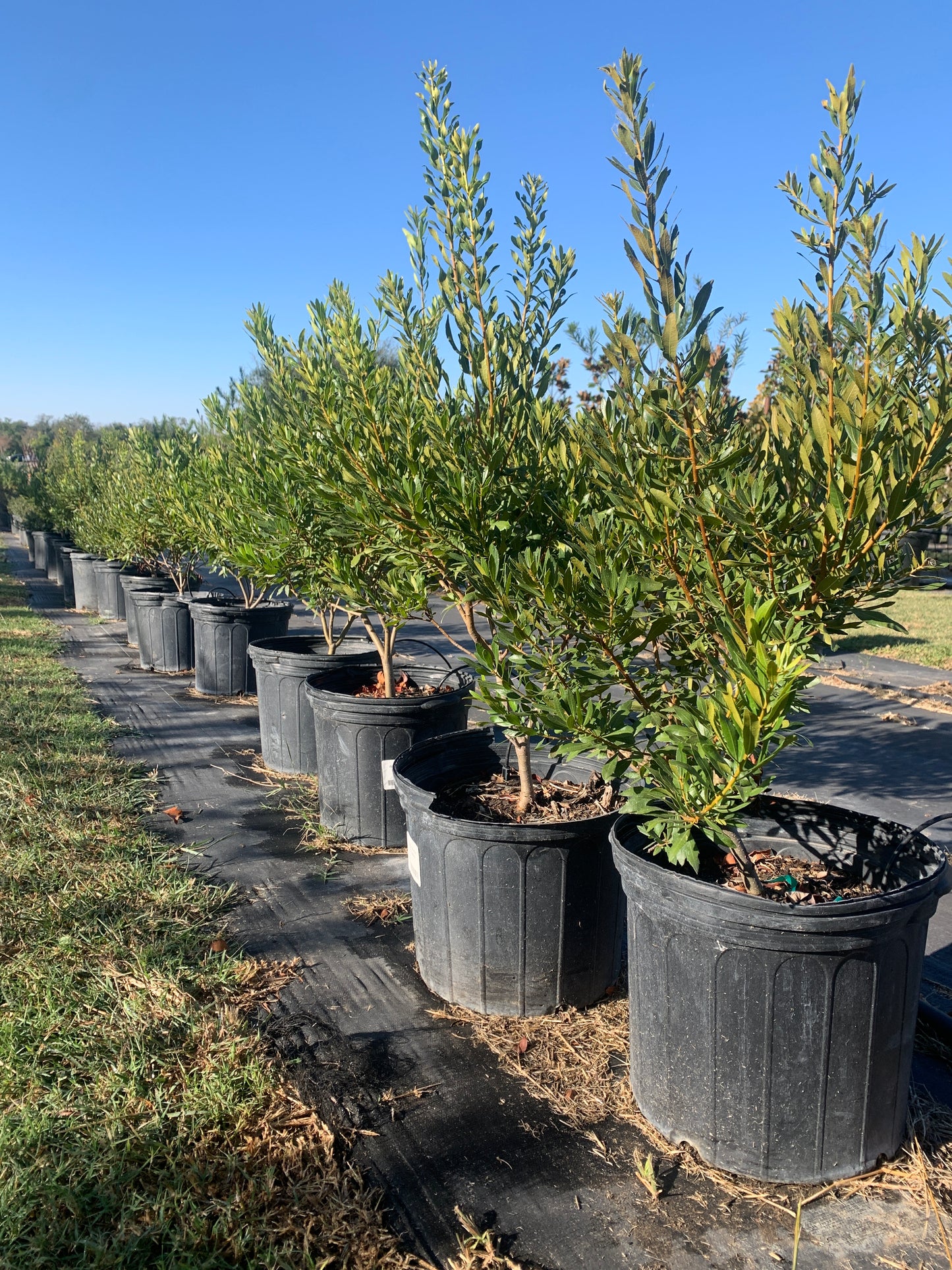 Wax Myrtle