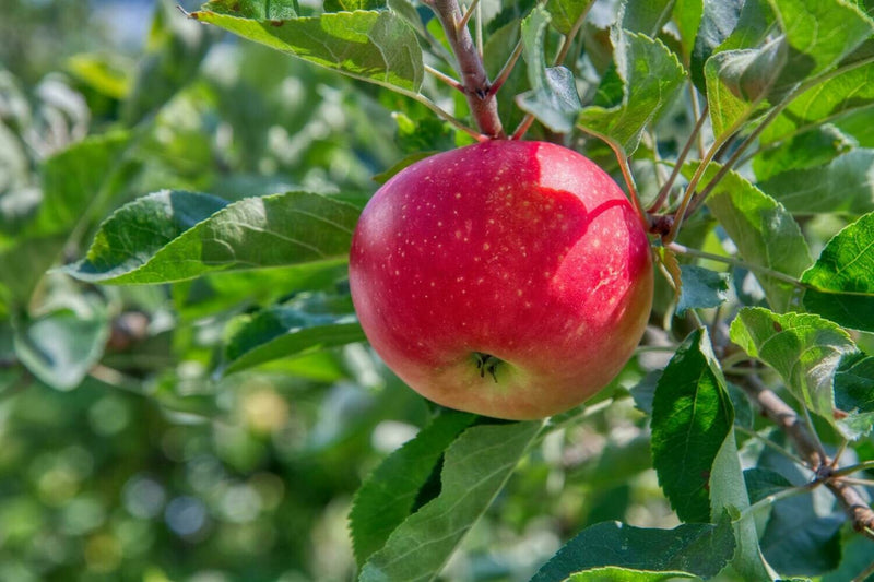 Apple Fuji