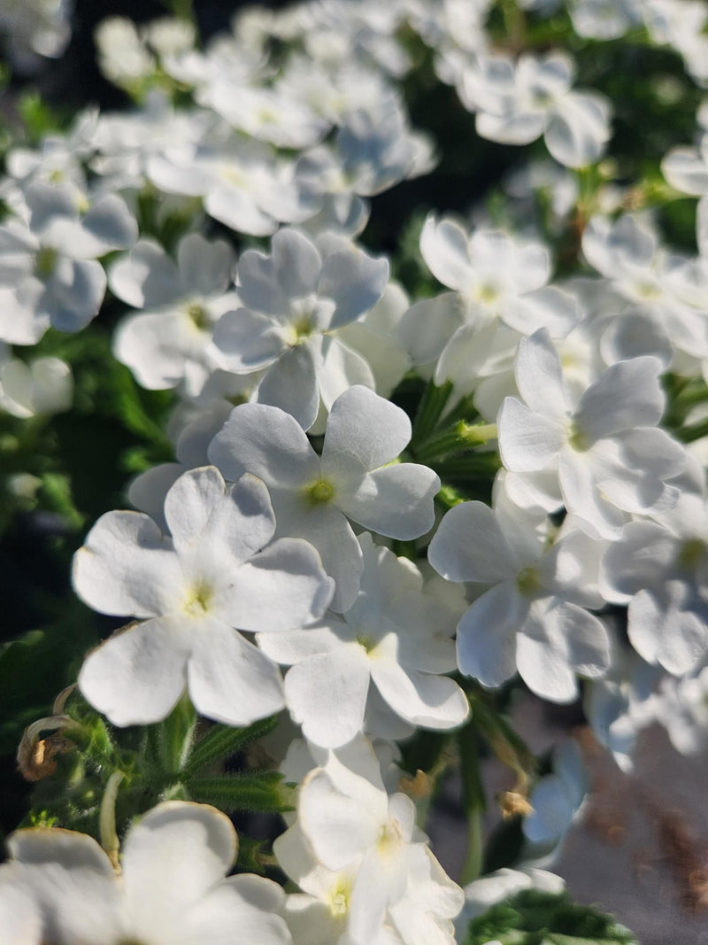 Verbena 'Empress Sun White' – Texas Tree Farms