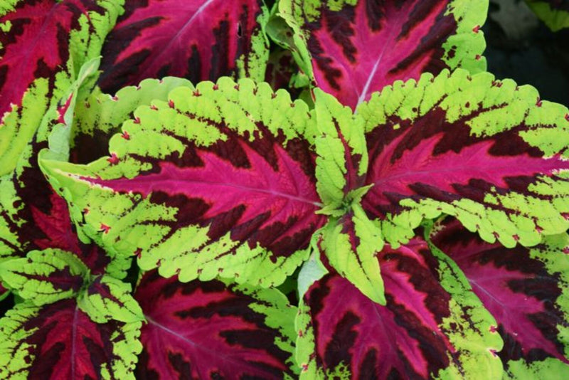 Coleus &