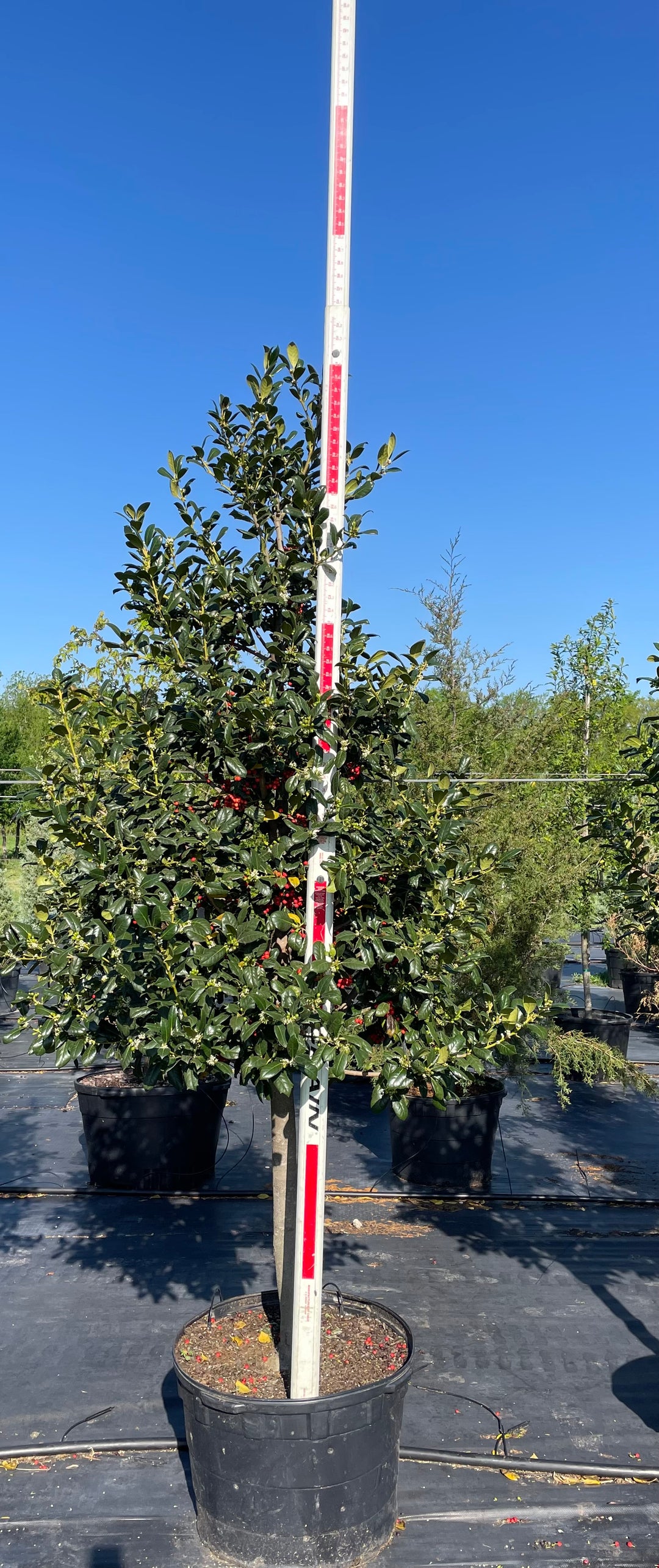Nellie R. Stevens Holly - Number One Privacy Tree | Texas Tree Farms