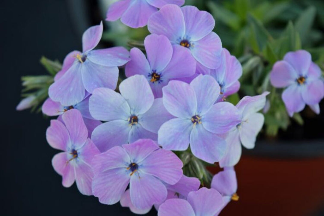 fakeasflowers ロザリオ Amazon.com: AXYLEX Artificial Flowers for Outdoors Fake Plants