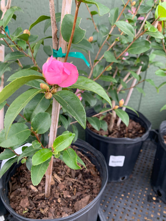 Camellia sasanqua Maiden's Blush