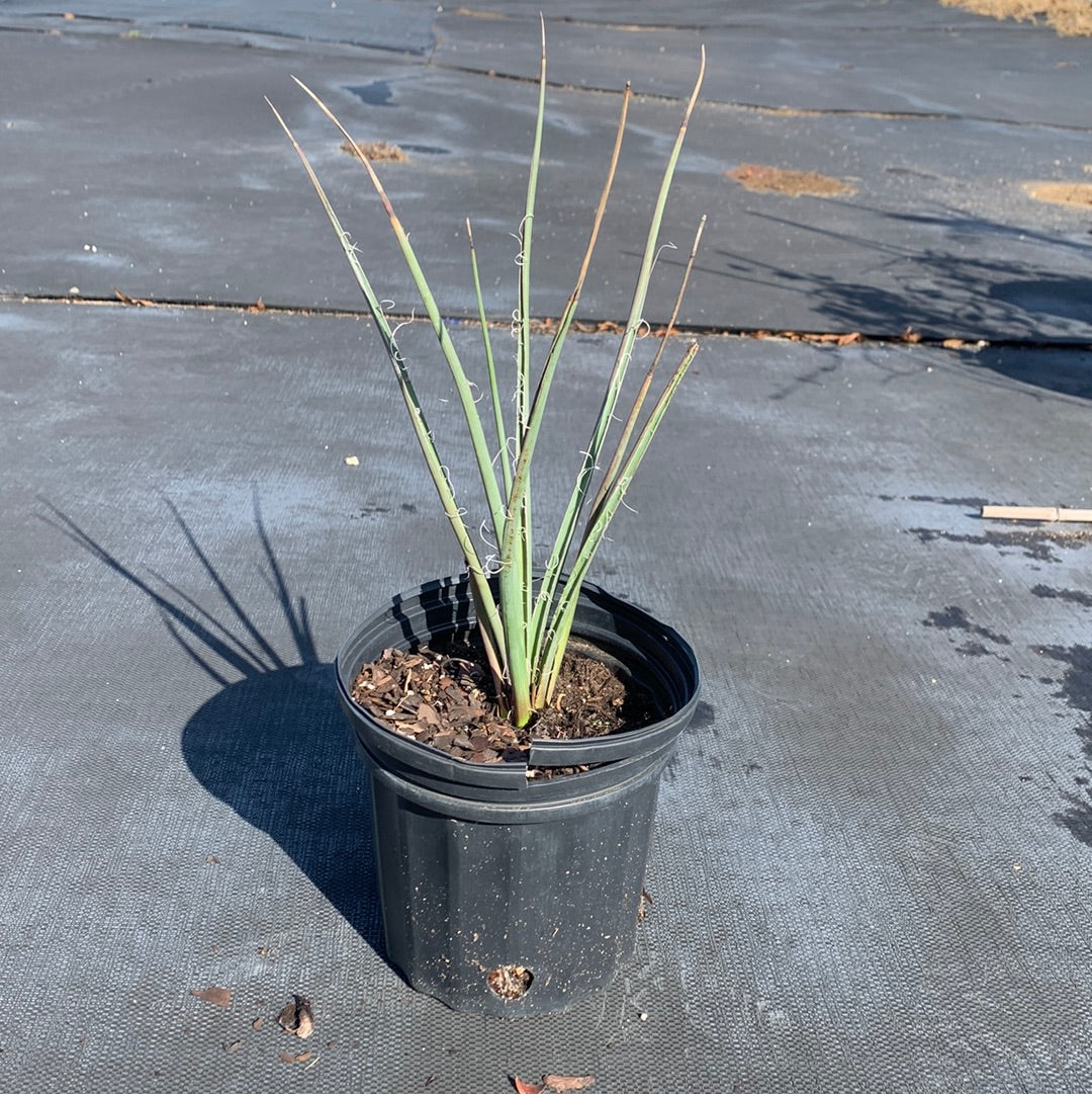 Red Yucca Plant 1 gallon size