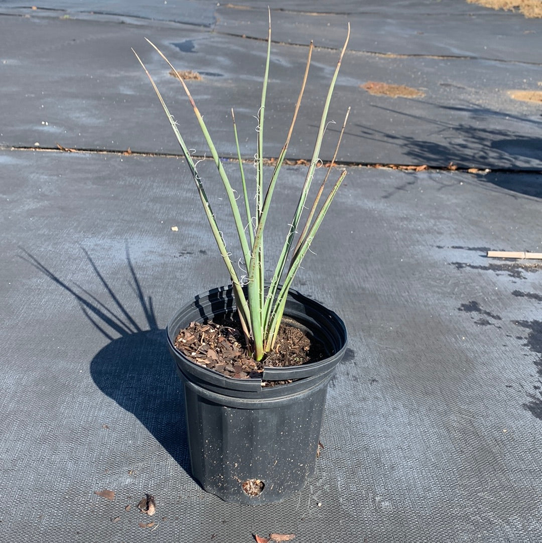 Red Yucca For Sale | Texas Tree Farms