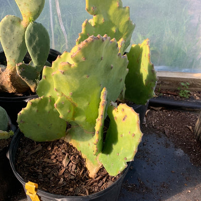 Cactus Prickly Pear Spineless Old Mexico