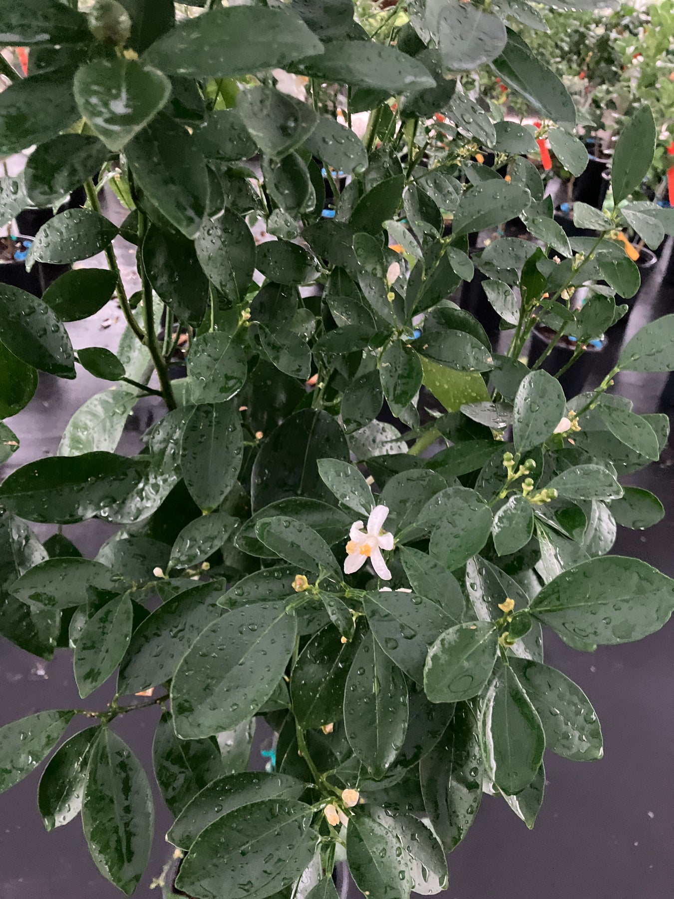 calamondin lemon tree Calamondin – Texas Tree Farms