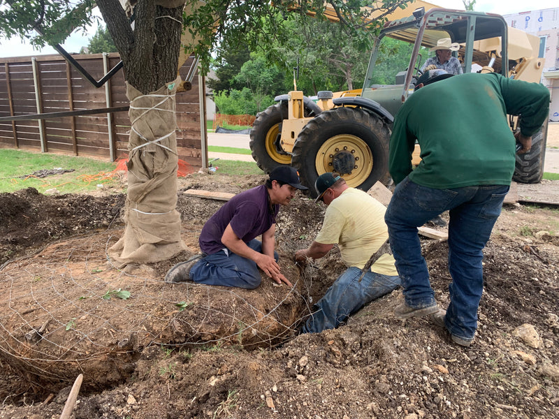 Planting B&B