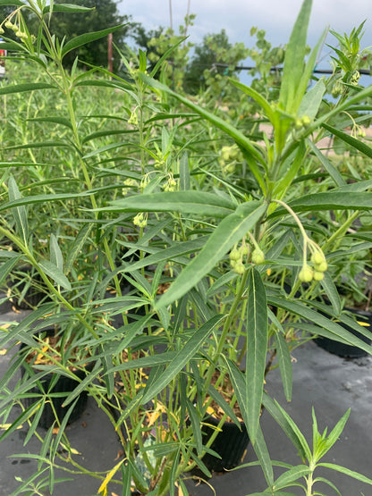 Milkweed Balloon Plant