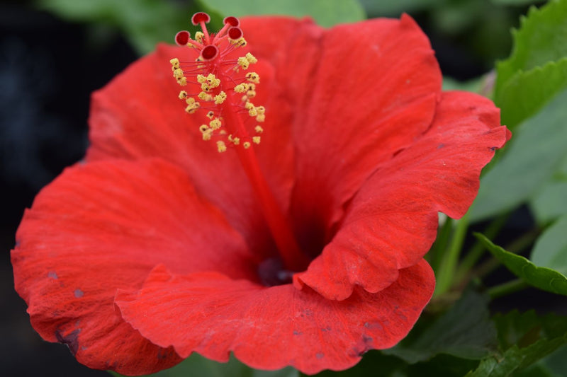 Hibiscus &