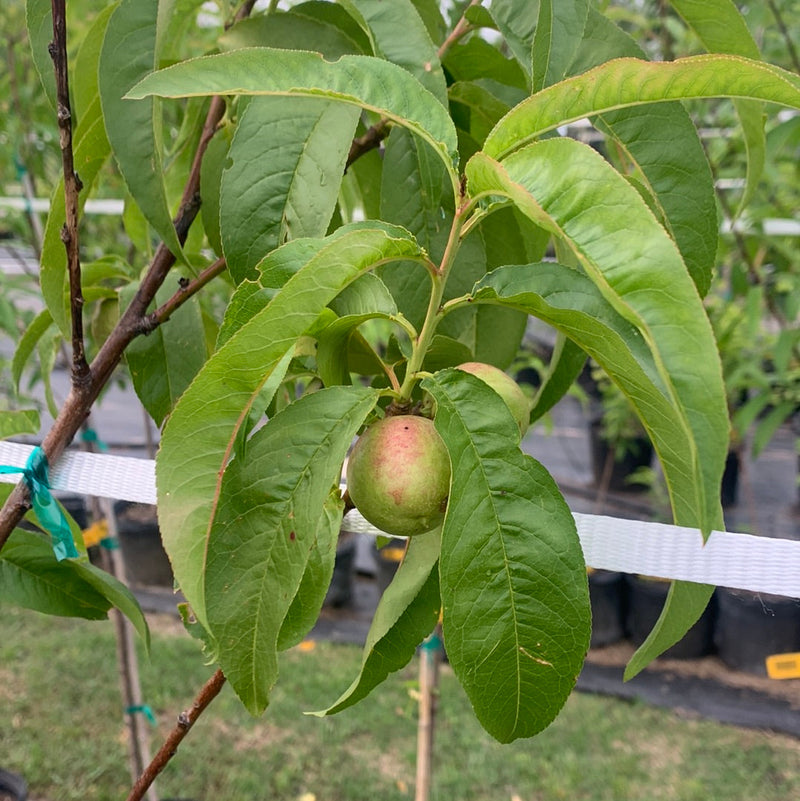 Nectarine Panamint