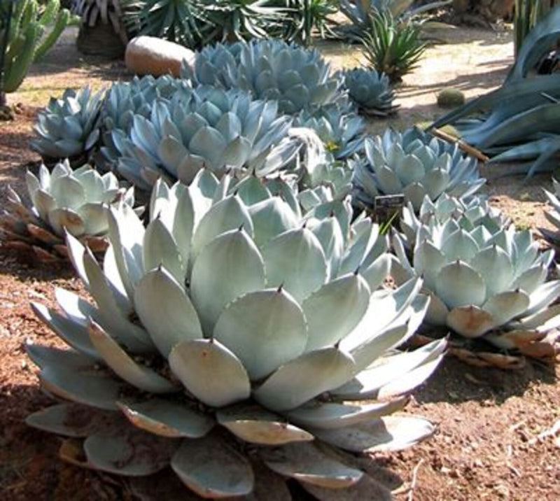 Agave parryi