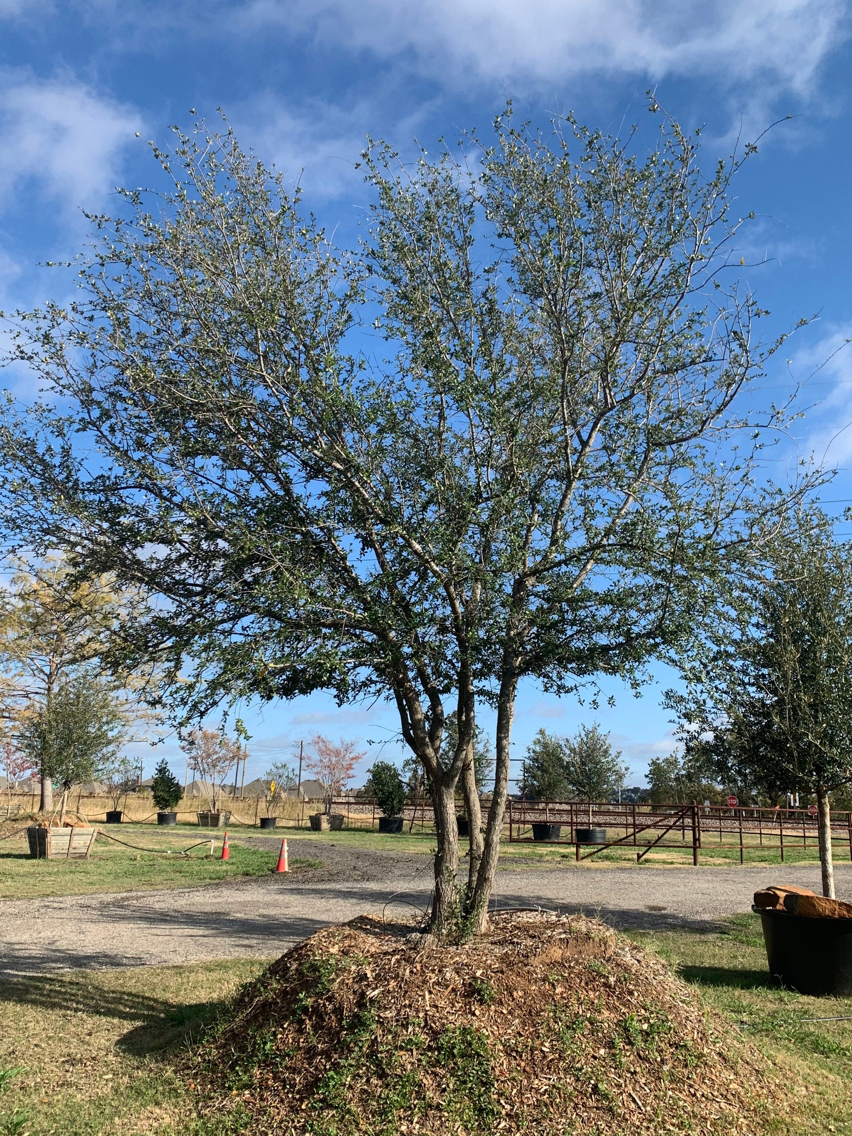 Live Oaks for Sale Texas Tree Farms