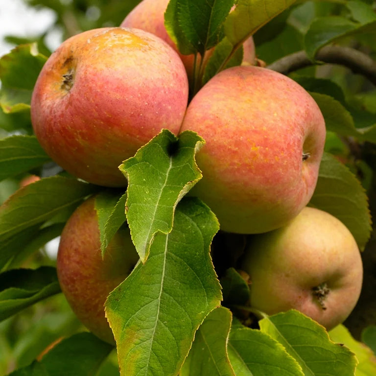 Apple Gala – Texas Tree Farms