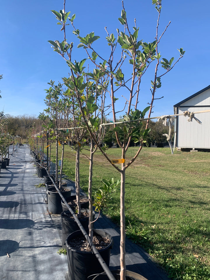 Apple Anna – Texas Tree Farms