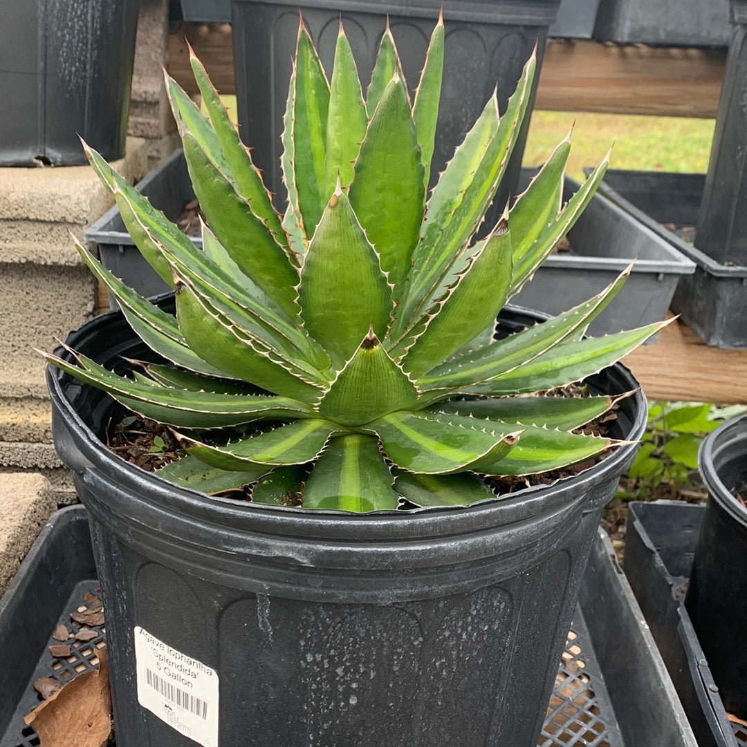 Agave lophantha Splendida – Texas Tree Farms