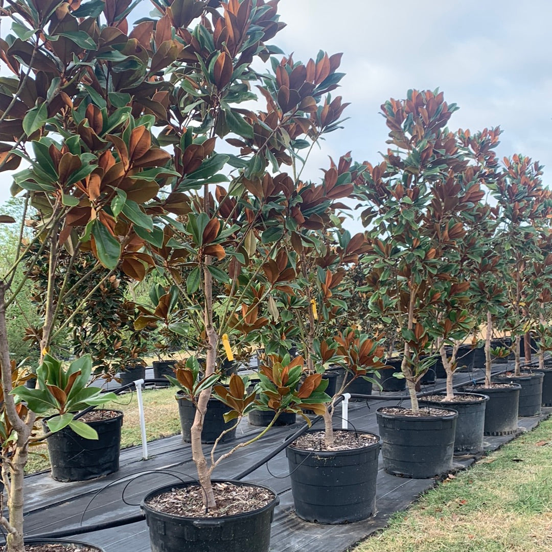 DD Blanchard Magnolia