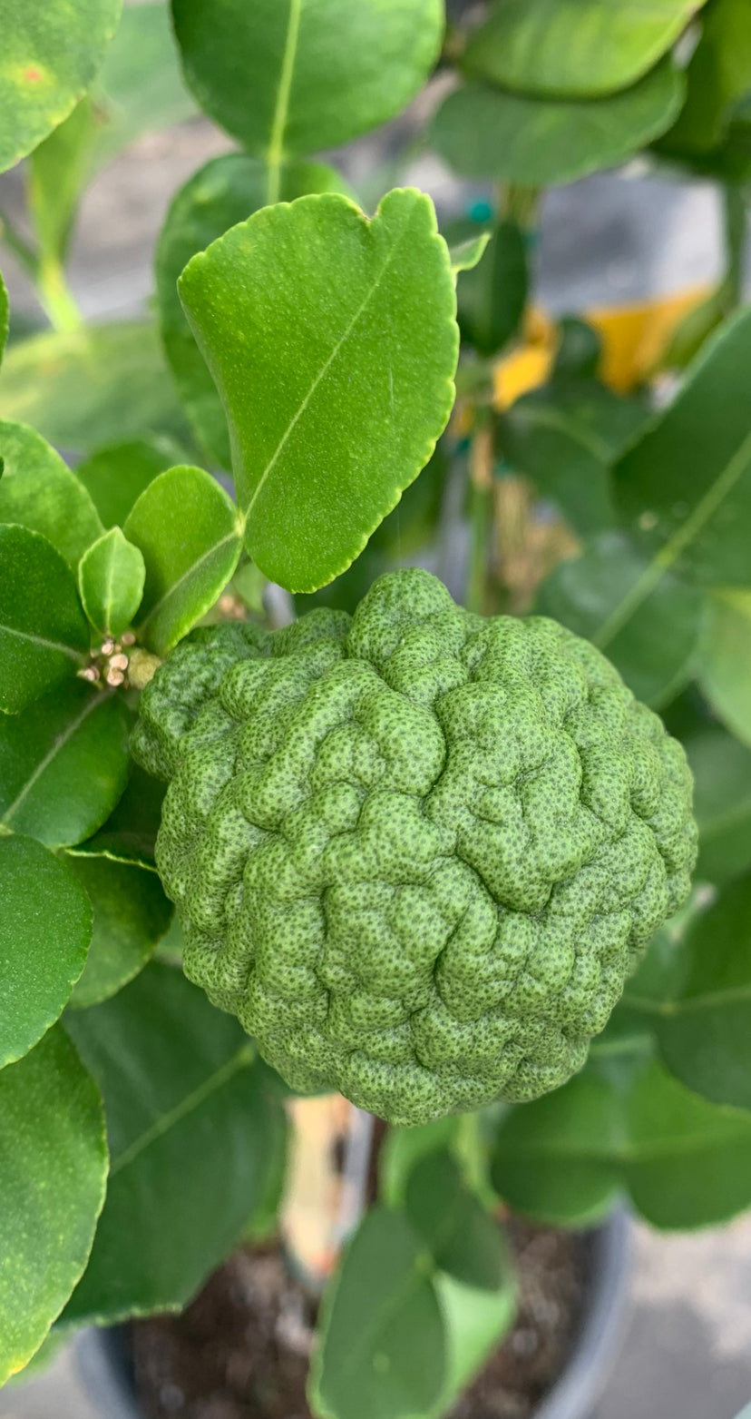 Lime Kaffir Kieffer – Texas Tree Farms
