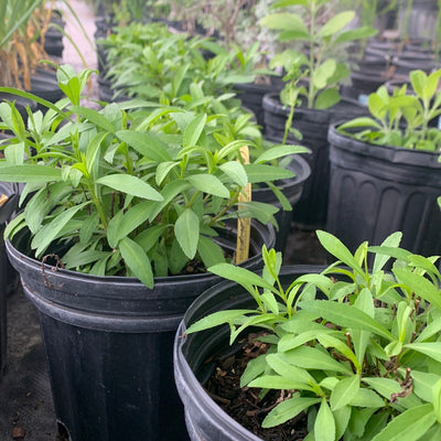 Marigold Mexican Mint