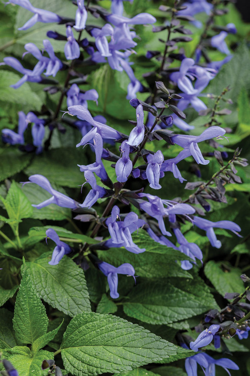 Salvia &