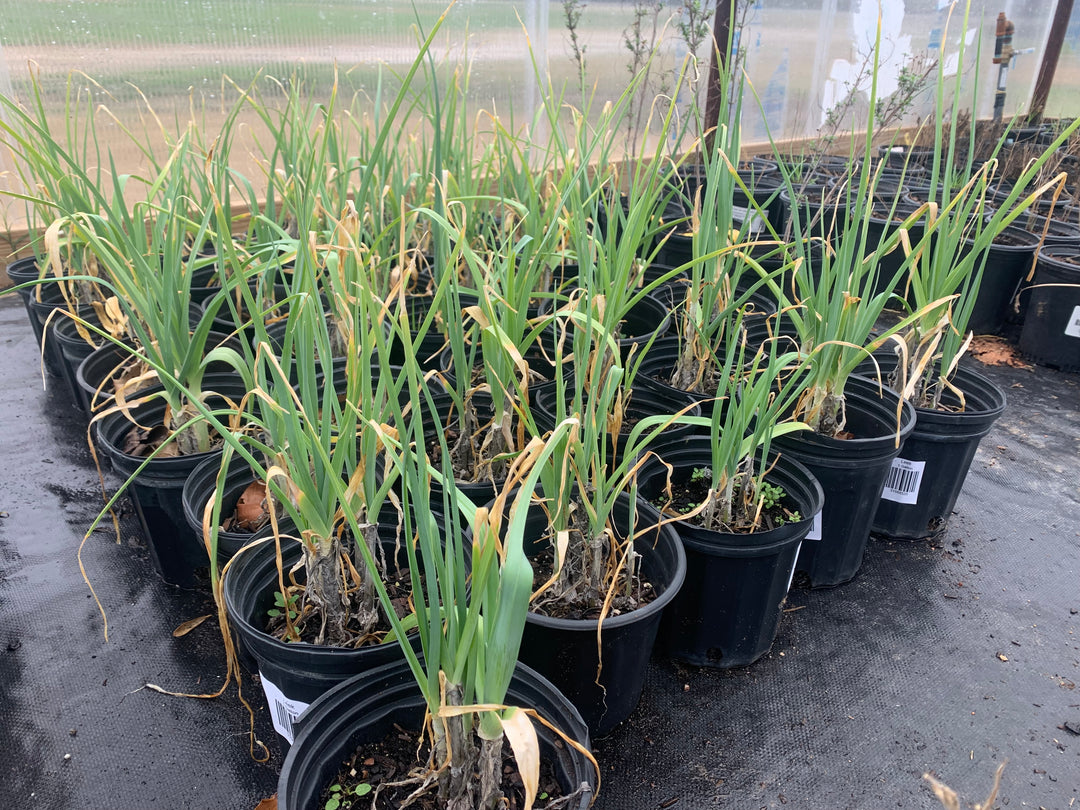 house leek plants for sale Leek – Texas Tree Farms
