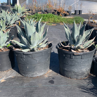 Agave Americana