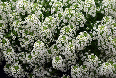 Special Order Plants