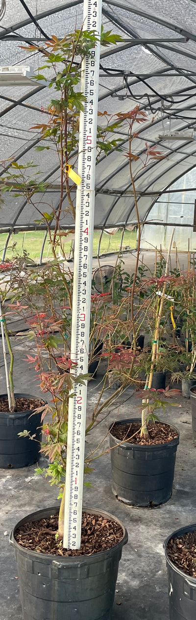 Maple Japanese Bloodgood