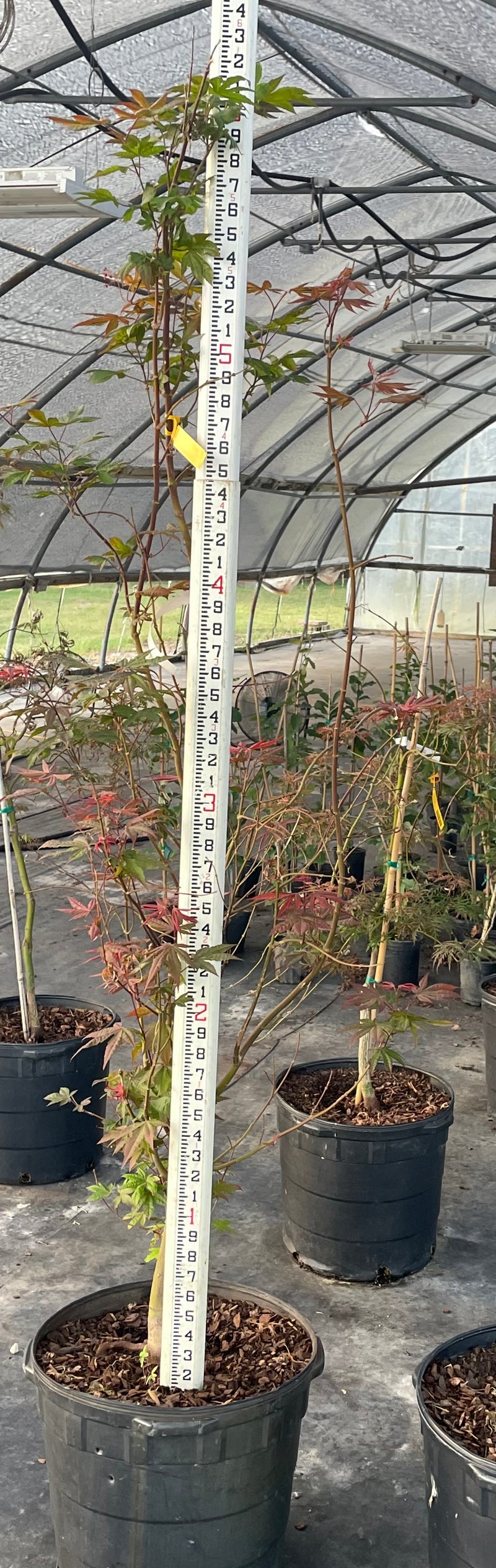 Maple Japanese Bloodgood