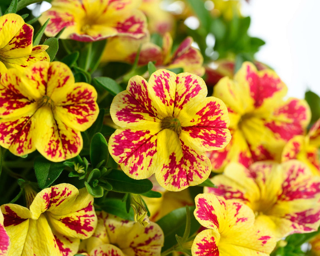 Calibrachoa 'Lia Abstract Lemon Cherry' – Texas Tree Farms