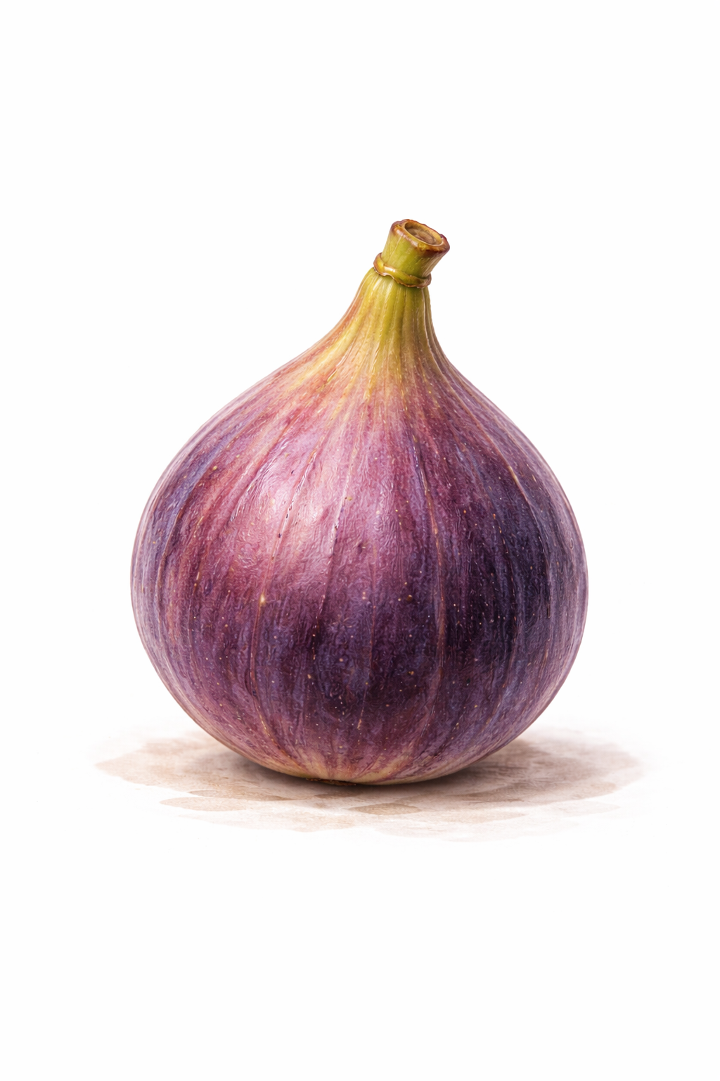 Fig Celeste – Texas Tree Farms