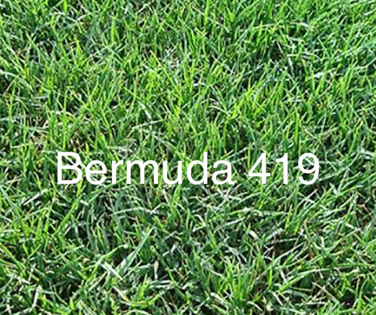 Sod Bermuda Tifway 419 Grass PRE-ORDER NOW