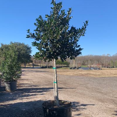 Nellie R Stevens Holly Tree Form 30 Gallon