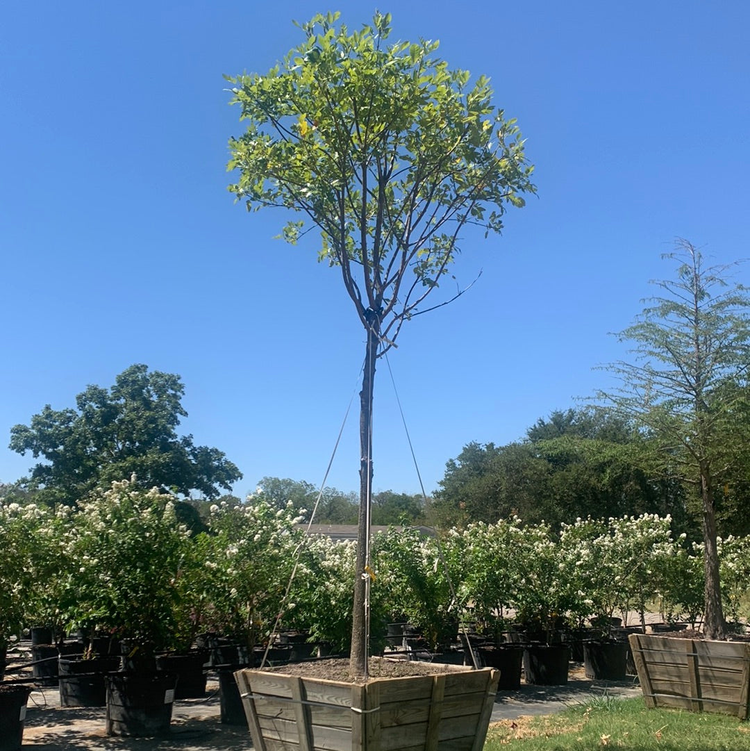 Texas Ash Trees For Sale Texas Tree Farms