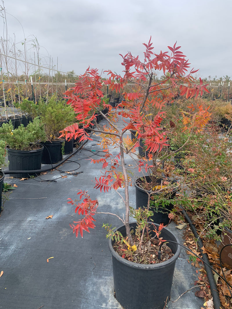 Sumac Prairie Flame Leaf