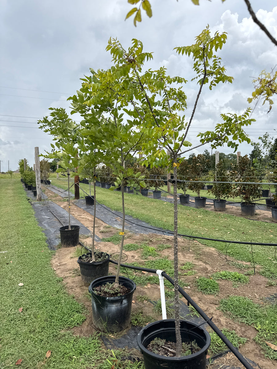 Maples – Texas Tree Farms