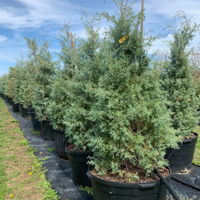 Arizona Cypress Carolina Sapphire